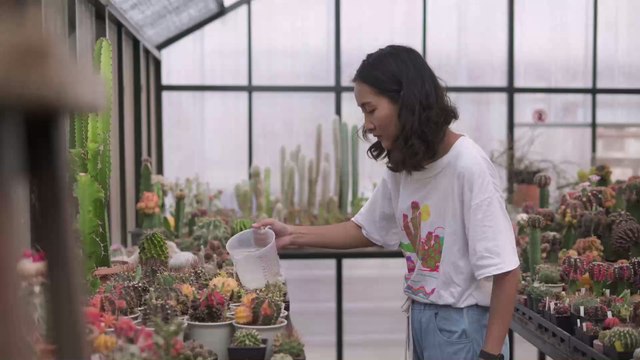 How to properly take care of your cacti