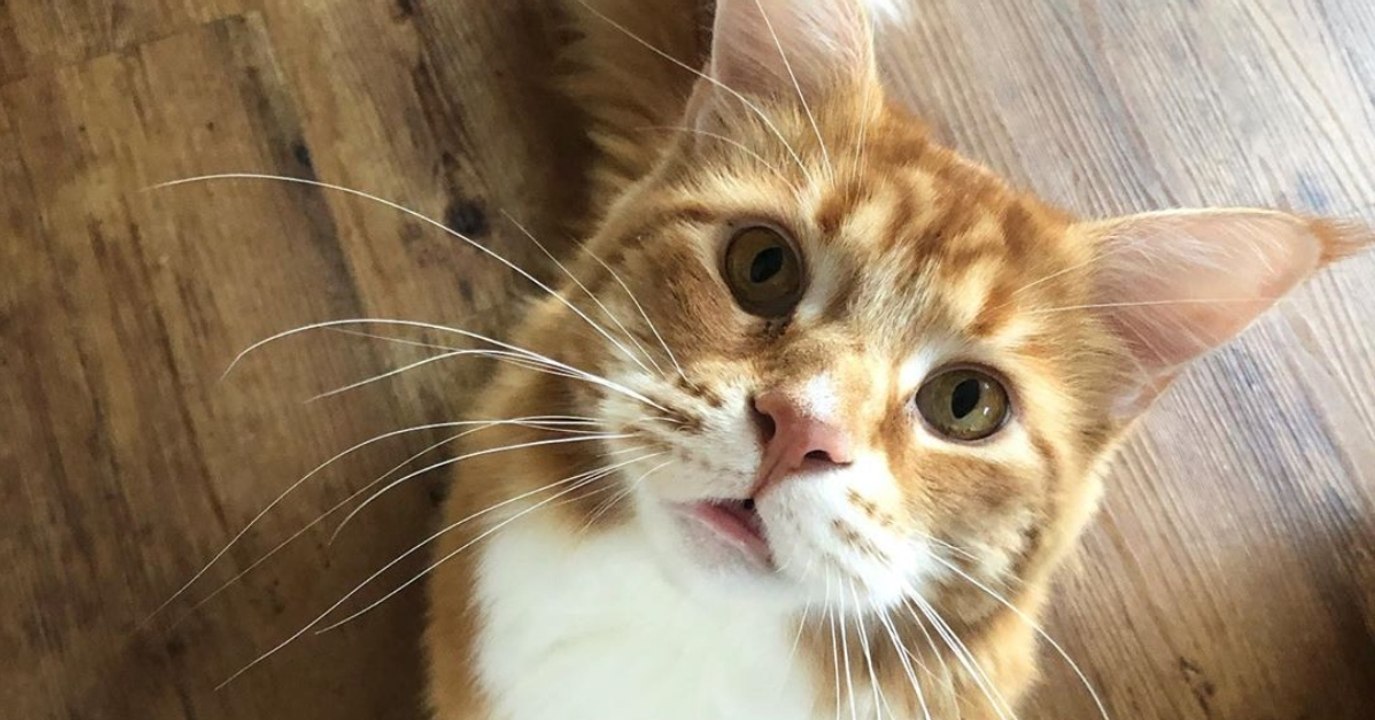 Weltrekord: Omar ist mit 1,20 Meter die größte Katze der Welt