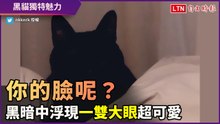 你看不見我！黑貓一個動作大玩消失術