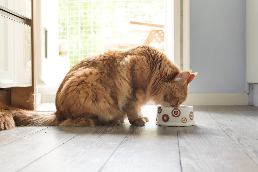 Fünf Fehler, die du beim Füttern deiner Katze unbedingt vermeiden solltest