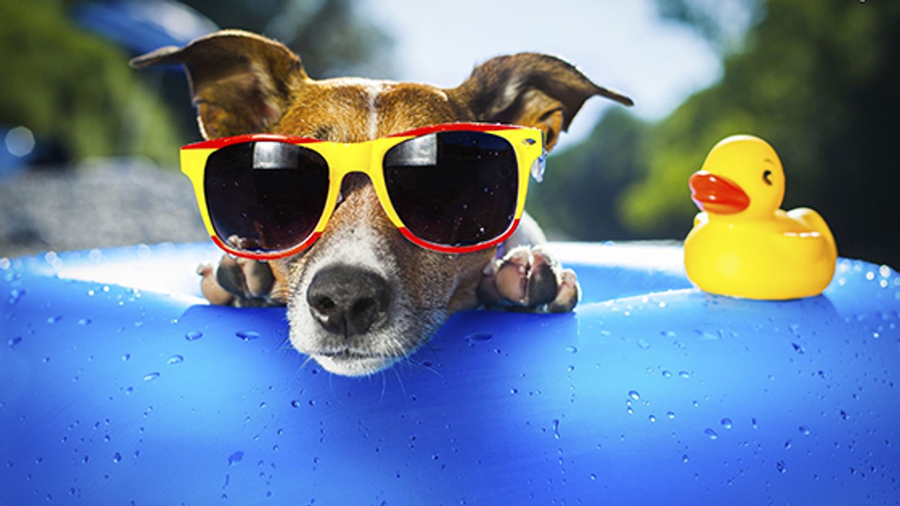 Heiße Temperaturen: So übersteht dein Vierbeiner die Hitze am besten