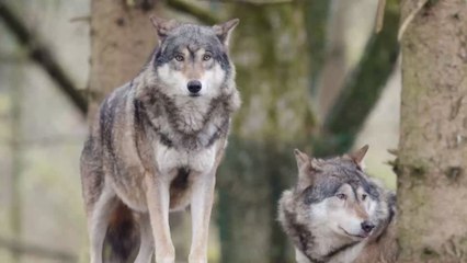 Überfahren und jetzt präpariert: "Mainzer Wolf" soll im Museum landen