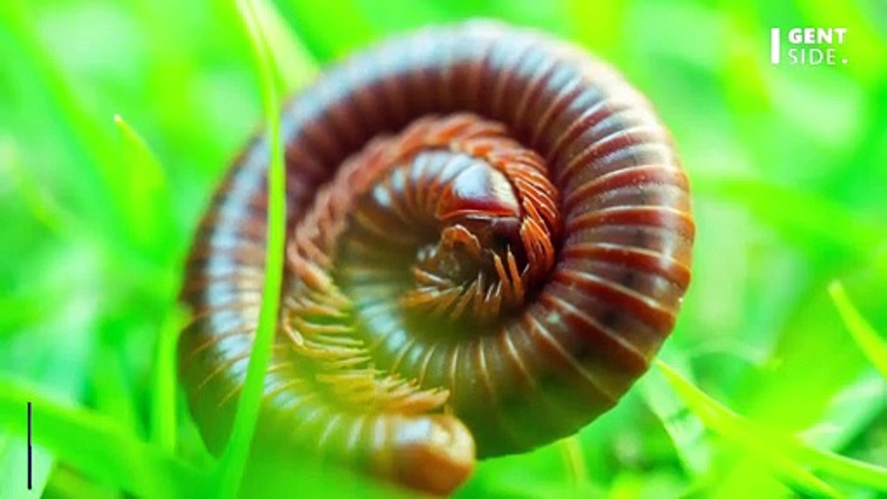 Fleischfressender Wurm aufgetaucht: Diese beunruhigenden Folgen hat er für uns