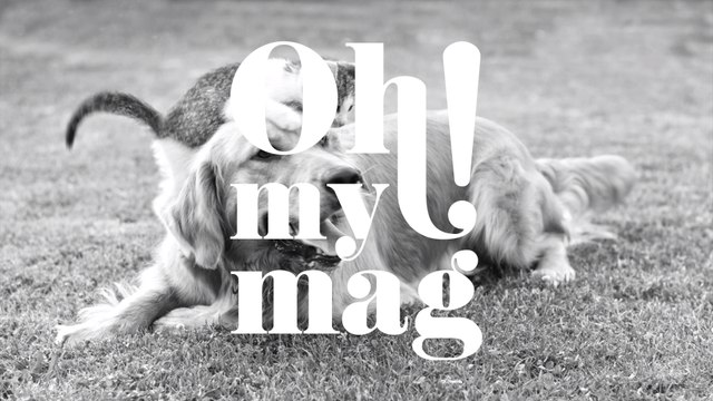 Tier-Adoption: Was du vor dem Besuch im Tierheim wissen musst!