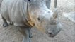 Voilà à quoi ressemblent les cris de petits rhinocéros
