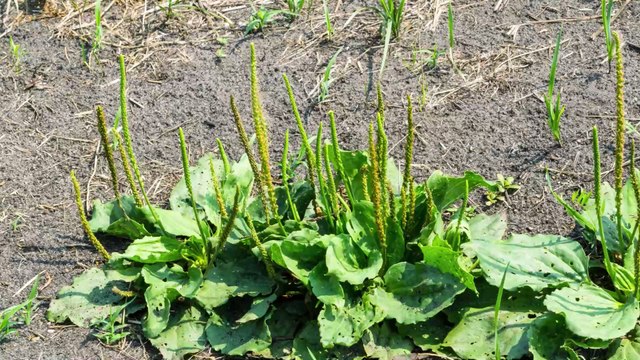 There Are Some Very Surprising Reasons Why You Shouldn’t Be Ignoring This Very Common Weed