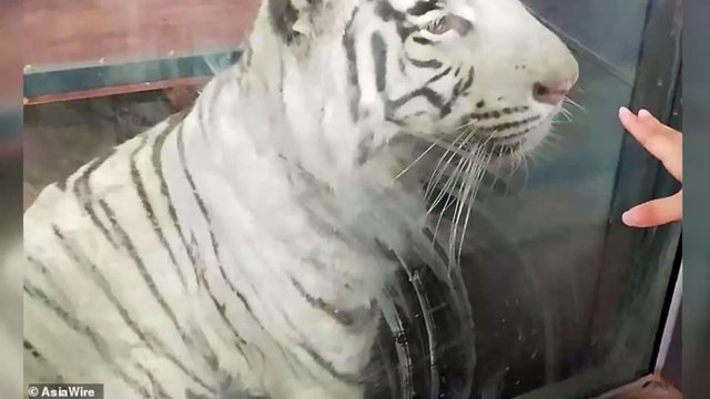 Footage Released of Beijing Zoo Has Uncovered a Shocking Truth