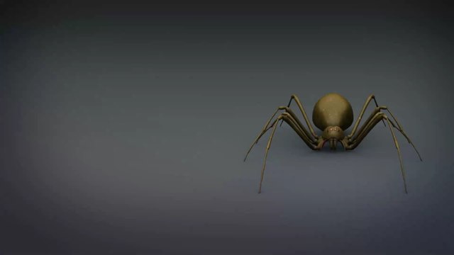 Diese neue Spinnenart lebt mit Vorliebe unter unseren Betten