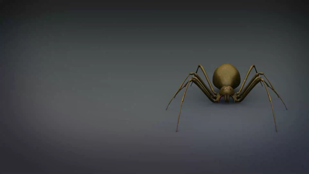 Diese neue Spinnenart lebt mit Vorliebe unter unseren Betten