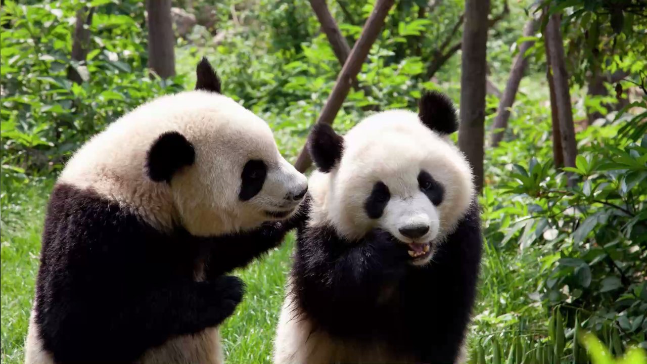 Hongkong: Dank der Ausgangssperre paaren sich Riesenpandas zum ersten Mal
