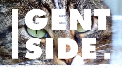 Tödlichste Katze der Welt frisst täglich ein Fünftel ihres Körpergewichts