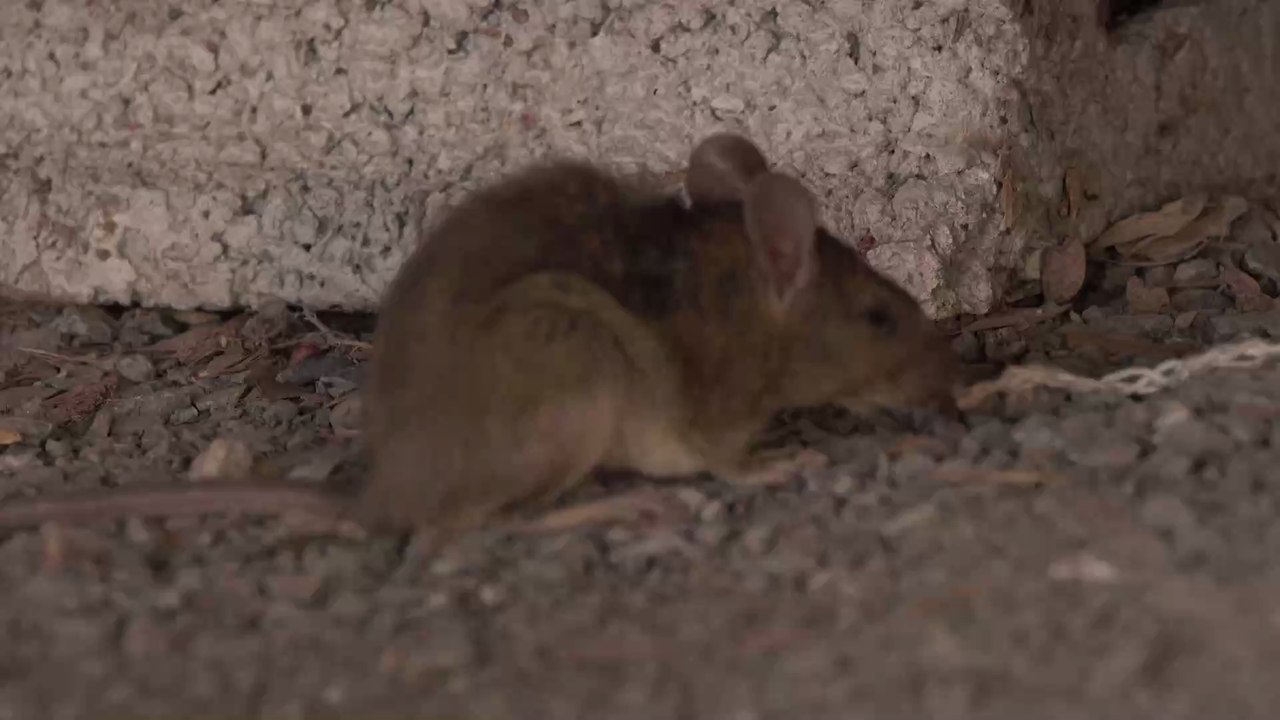 Grausige Beobachtung: Das machen Ratten während der Corona-Krise