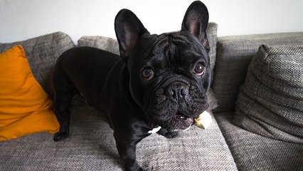 Bulldogge heimlich gefilmt: Mit dem Ergebnis hat ihr Frauchen sicher nicht gerechnet