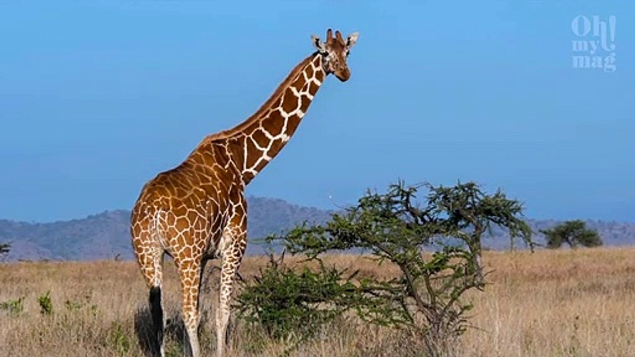 Höchste alarmstufe: zwei giraffen-arten sterben unbemerkt aus