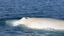 Une baleine blanche rarissime aperçue au large de la Nouvelle-Zélande