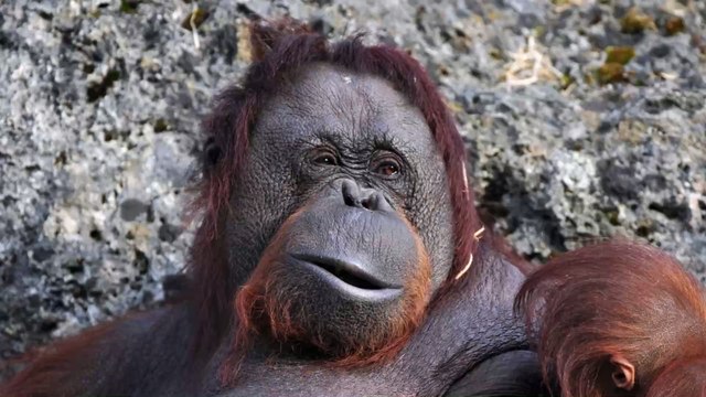 Herzzerreißend: Orang-Utan reicht einem Mann die Hand, um ihn aus einem Fluss zu retten
