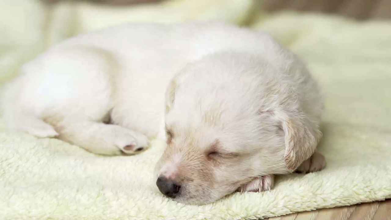 Gesundheit & Hygiene: Das musst du wissen, wenn dein Tier im Bett übernachten darf