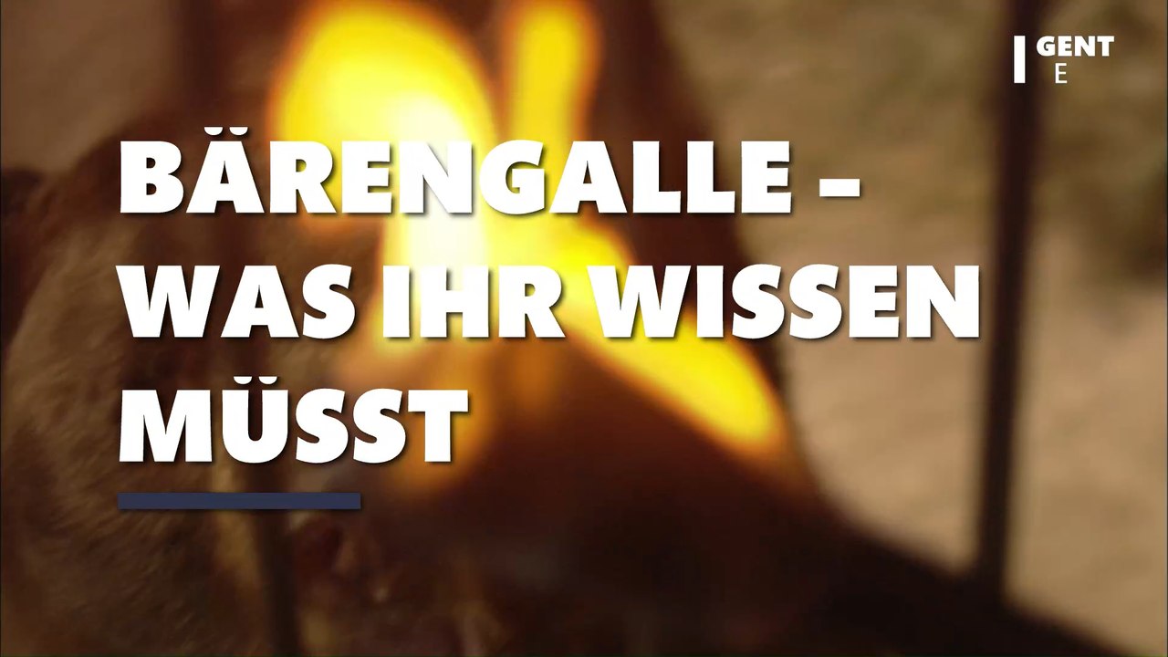 Trotz großen Tierleids: China setzt Bärengalle im Kampf gegen das Coronavirus ein