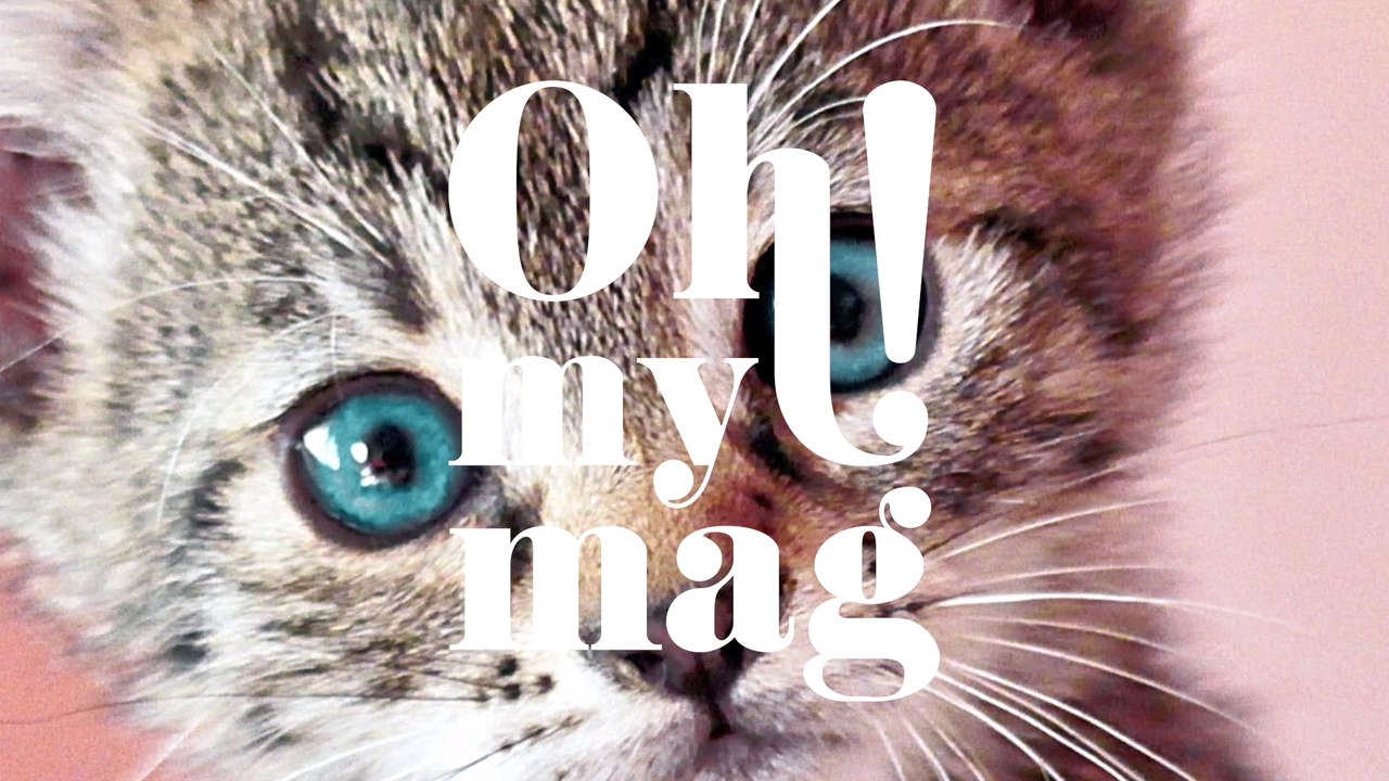 Katzen-Adoption: Diese Fragen solltet ihr euch zuvor stellen