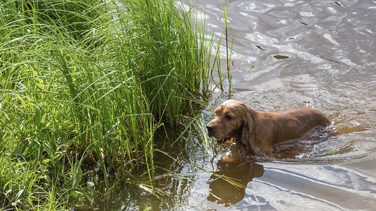 Hund will sich im Teich erfrischen, doch dort lauert eine überraschende Gefahr