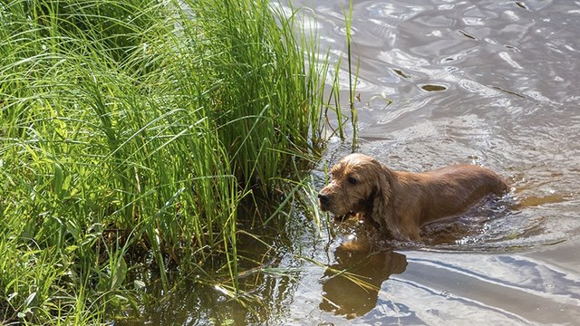Hund will sich im Teich erfrischen, doch dort lauert eine überraschende Gefahr