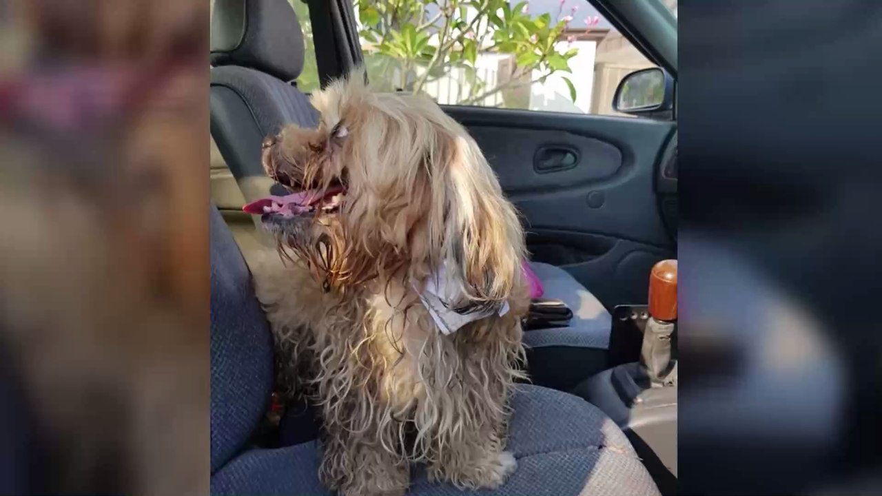 This adorable dog was found on the roadside with an appalling message attached to its neck