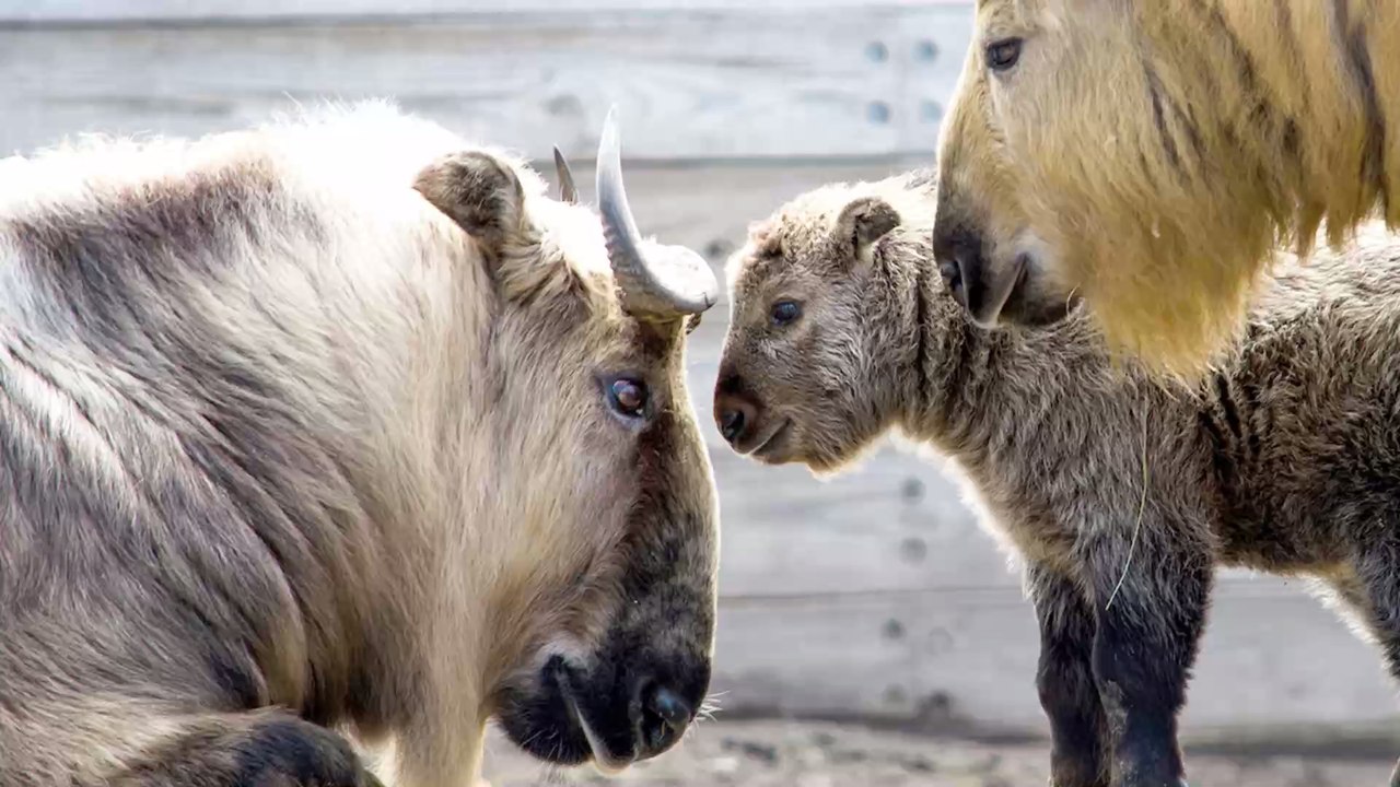 Bedrohte Art: In einem französischen Zoo kommt ein Baby Takin zur Welt