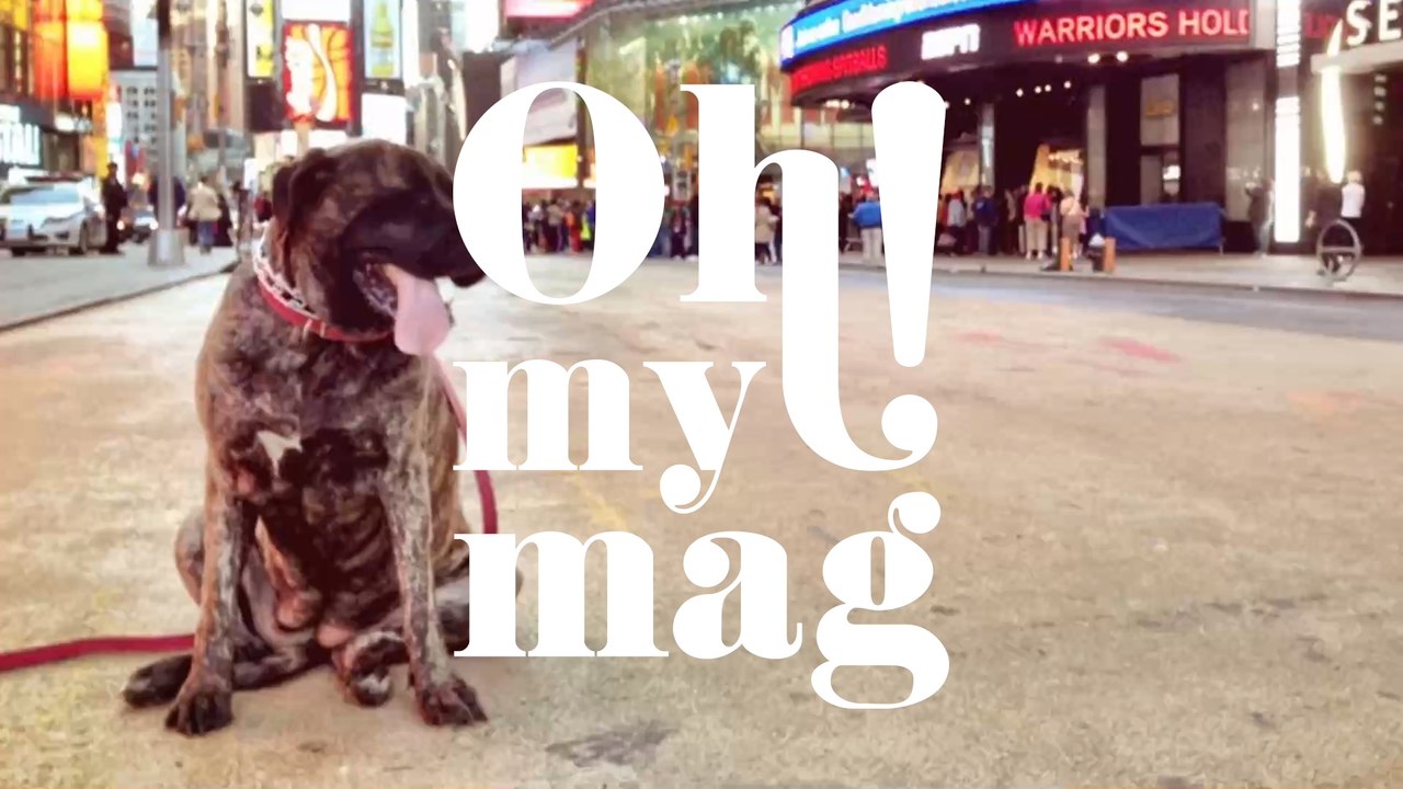 Hund wartet 4 Jahre lang an derselben Stelle: Als seine Besitzer ihn finden, reagiert er völlig unerwartet