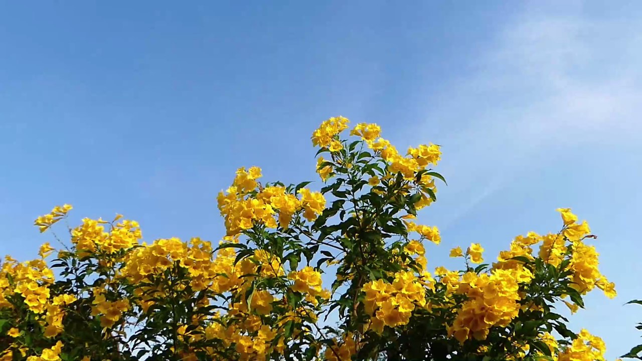 Corona oder doch nur Allergie? So erkennt ihr den Unterschied