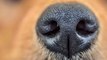 Coronavirus: Können Hunde die Krankheit riechen?