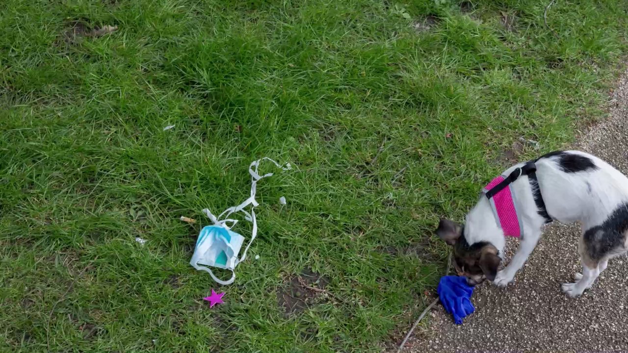 Coronavirus: Solltet ihr während der Krise eure Haustiere desinfizieren?