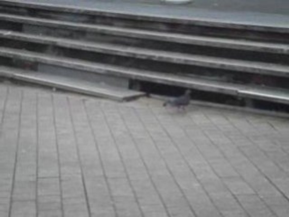 Les pigeons d'Euralille