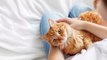 Here’s why you should be sleeping with your cat at night