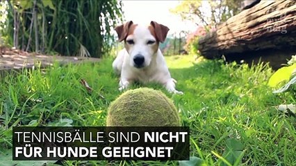 Diese Spielzeuge können für euren Hund zur Gefahr werden