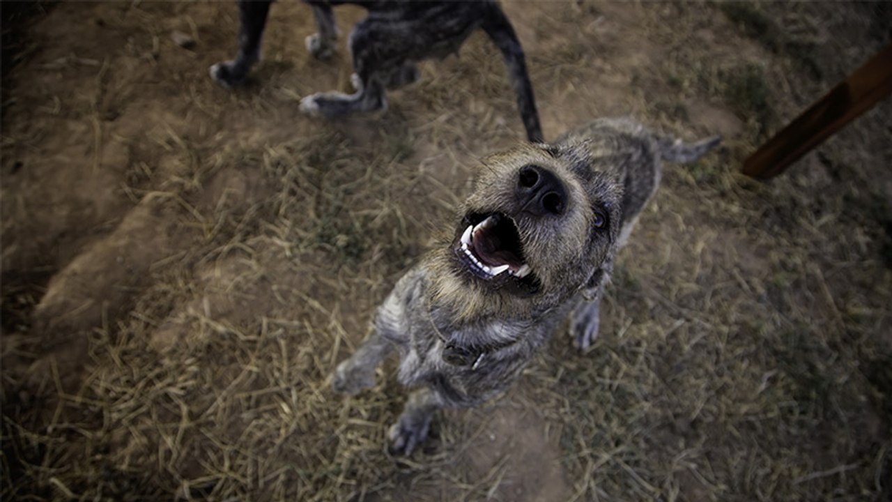 Überwachungskamera zeigt: Frau setzt Baby aus, dann nähern sich Straßenhunde