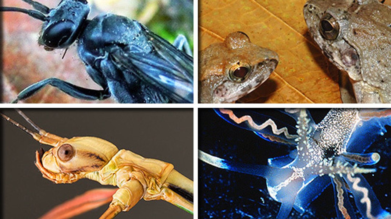 Les 10 espèces les plus étonnantes découvertes en 2014