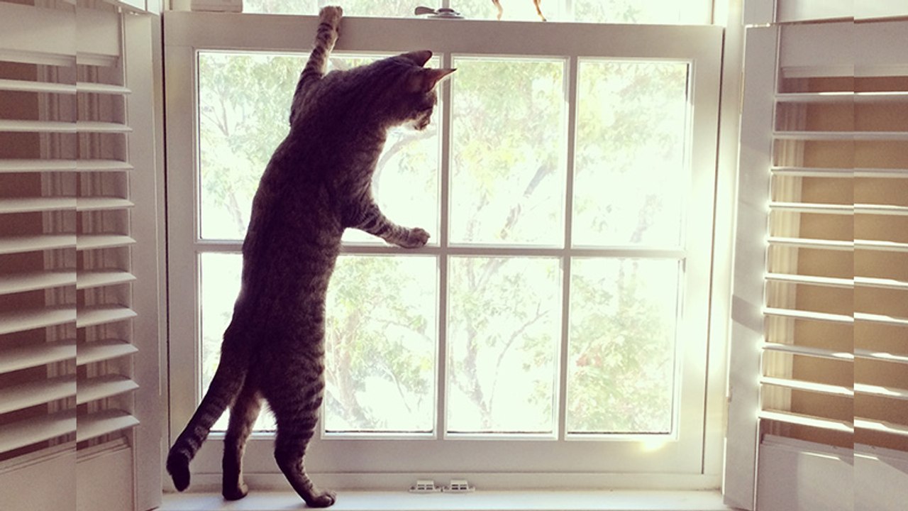 Das solltest du niemals machen, wenn du deine Katze alleine zu Hause lässt