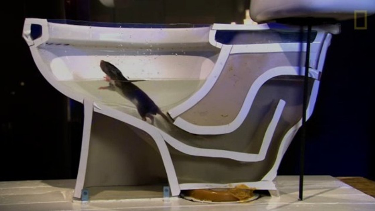 Rats : voici comment ils parviennent à remonter facilement vos toilettes