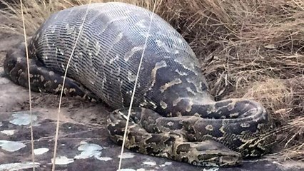 Insolite : ce python n'aurait jamais dû avaler un porc-épic