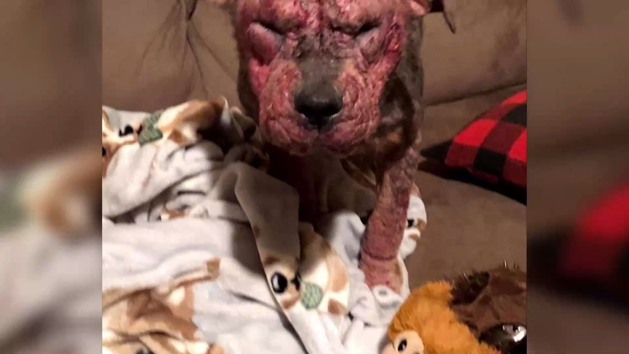 This pup was discovered in a terrible condition but her transformation is incredible