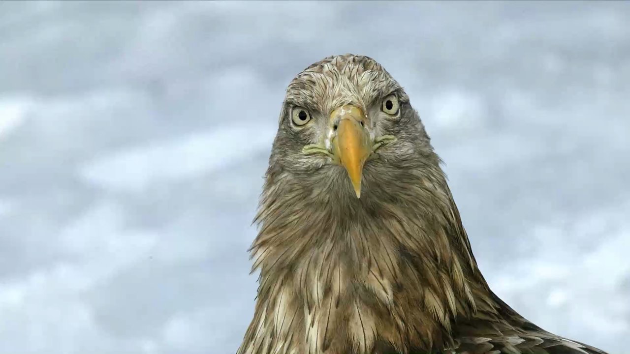 Zum ersten Mal seit 100 Jahren: Seeadler werden in Großbritannien  gesichtet