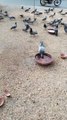 Pigeon  Video By Kingdom of Awais