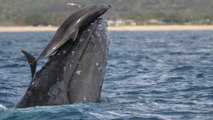 Des dauphins surpris en train de faire du ''toboggan'' sur des baleines au large d'Hawaï