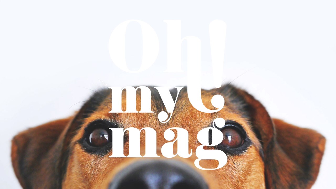 Tierärzte sind ratlos: In Norwegen tötet eine Epidemie zahlreiche Hunde