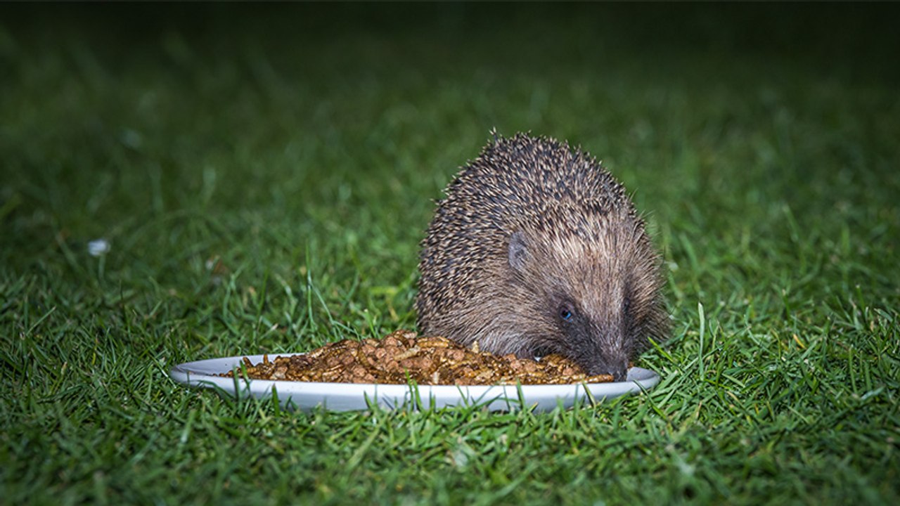 Igel auf Diät: Aus einem lebenswichtigen Grund muss er über einen Kilo abnehmen