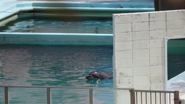 The world's loneliest dolphin was left for dead after owners abandoned the aquarium
