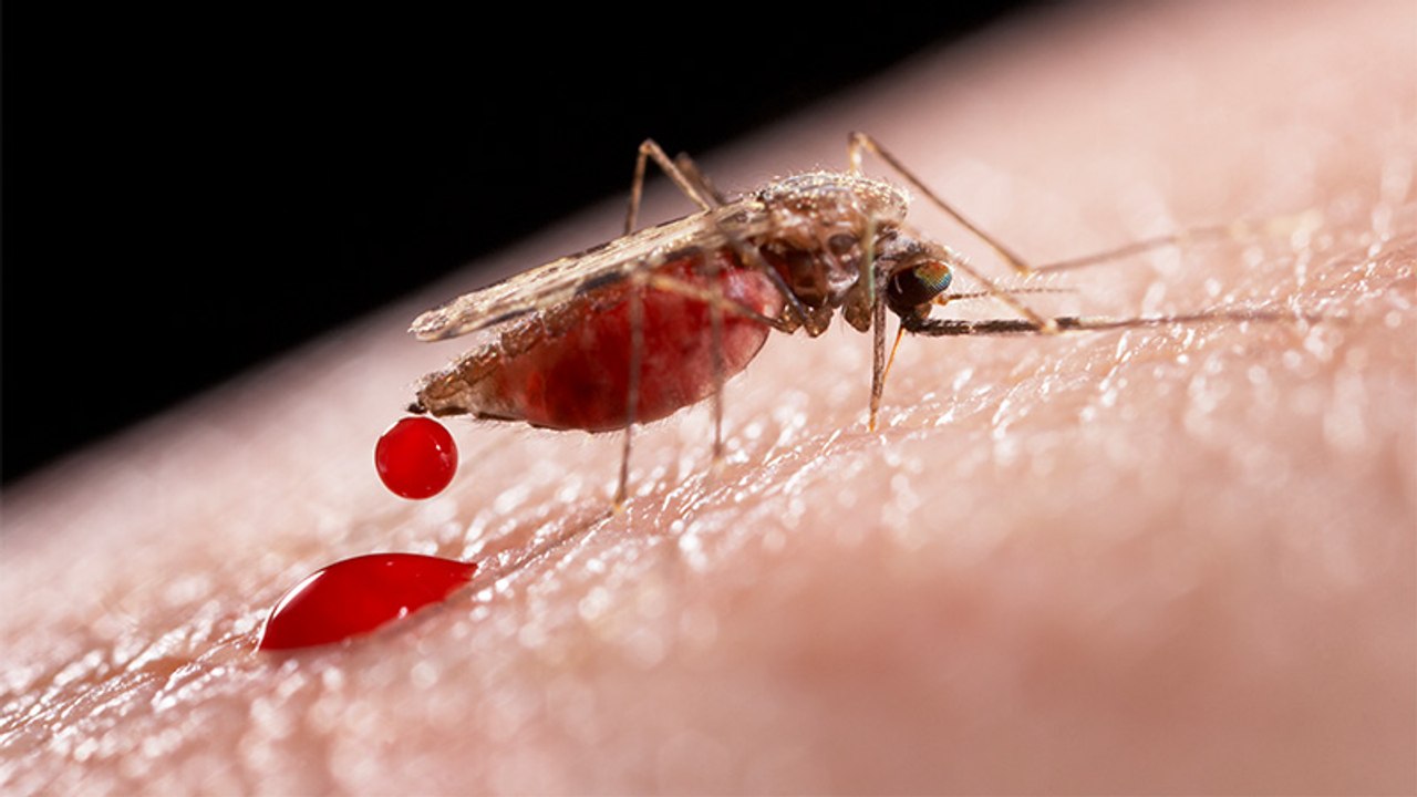 Forscher warnt: „Die Mücke ist das gefährlichste Tier, das unser Planet zu bieten hat“