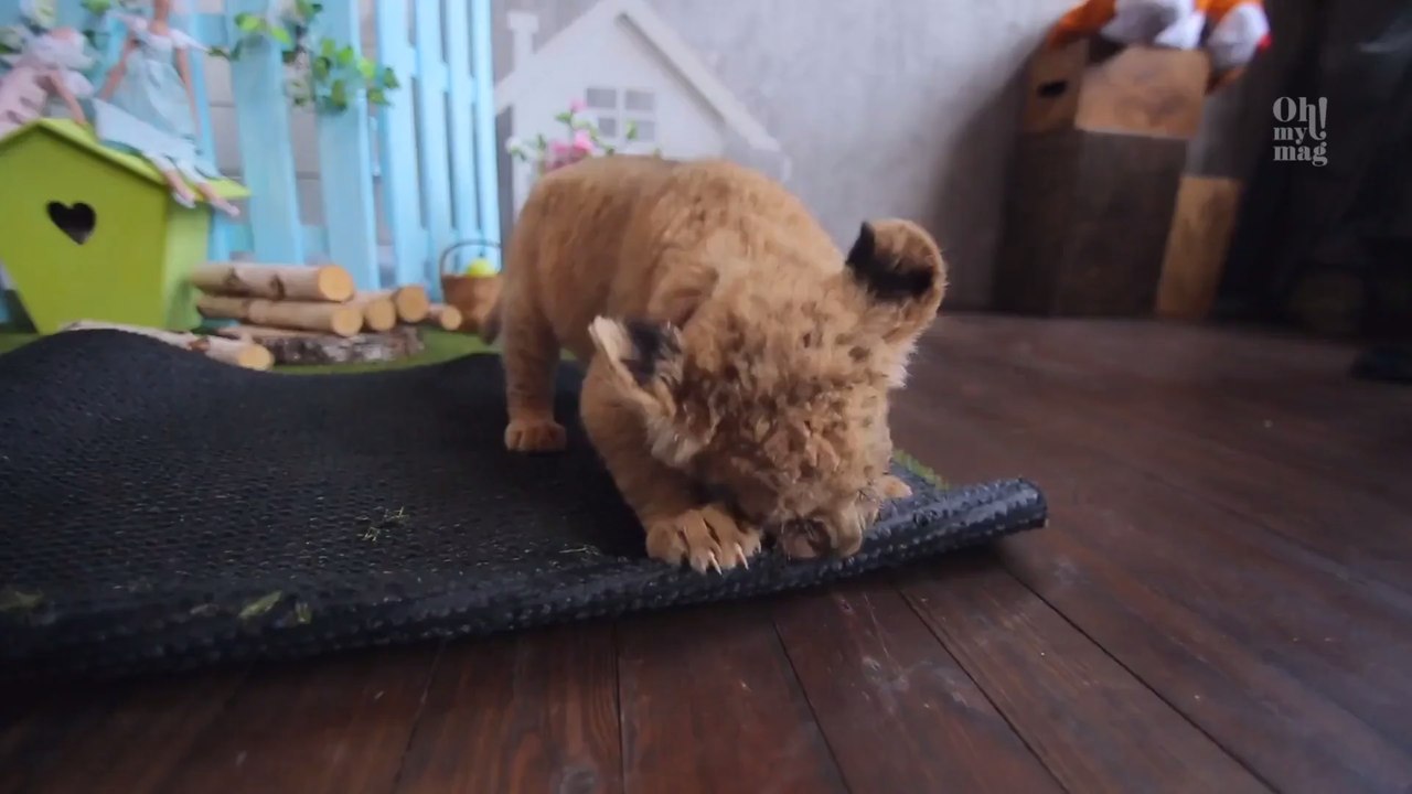 Astrologie: Darum sind Löwen die besten Freunde!