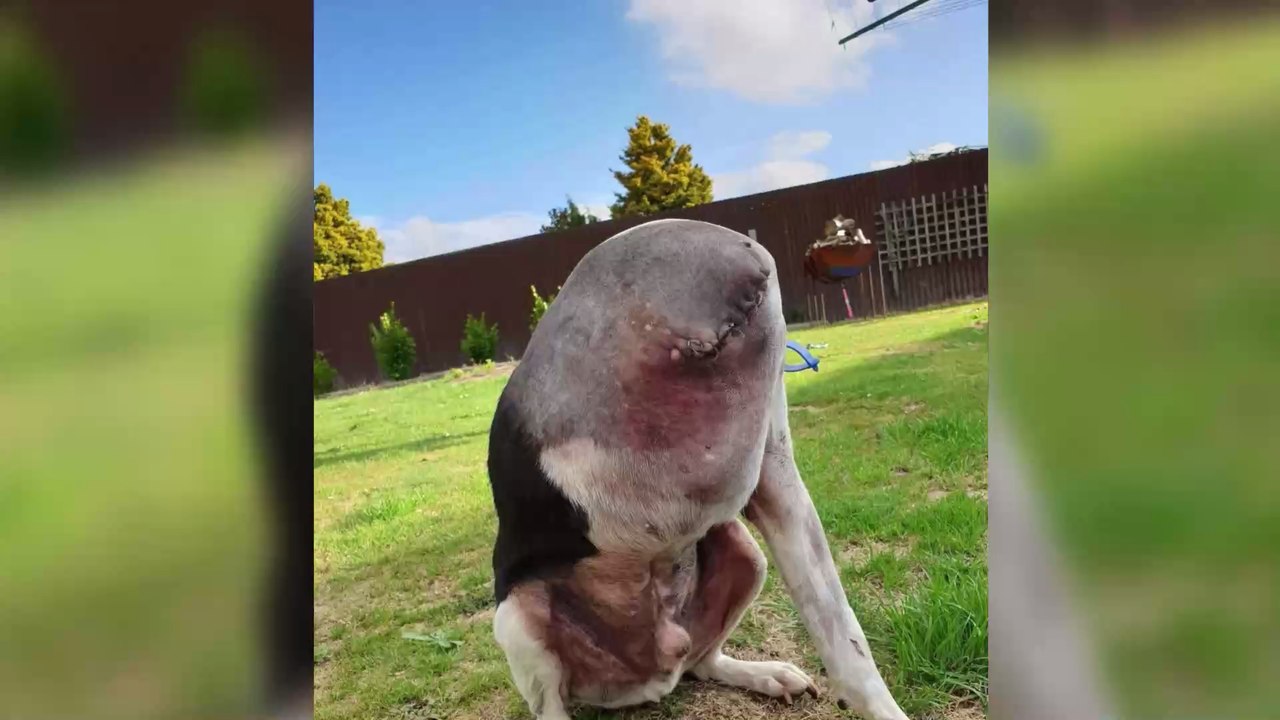 What on Earth is going on in this photo of a seemingly headless dog?