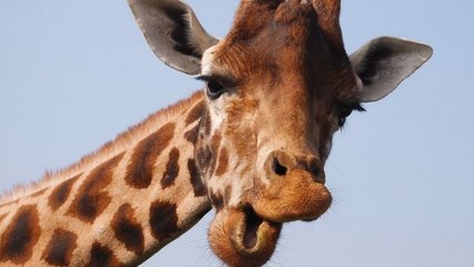 Animaux : à quoi ressemble le cri de la girafe ?